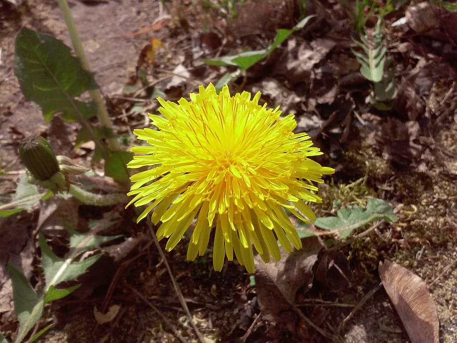 sonchus oleraceus, flower, spring, dandelion, plant, yellow HD wallpaper