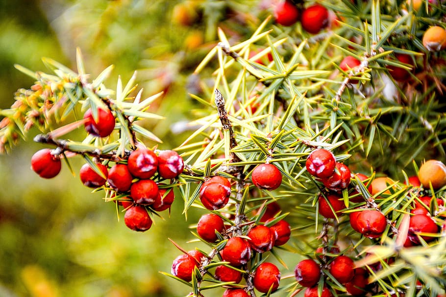 juniper thorn, juniper seeds, forest, nature, fruit, red, food and drink