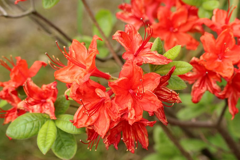 red flowers in shallow-focus shot, rhododendron, azalea, spring HD wallpaper