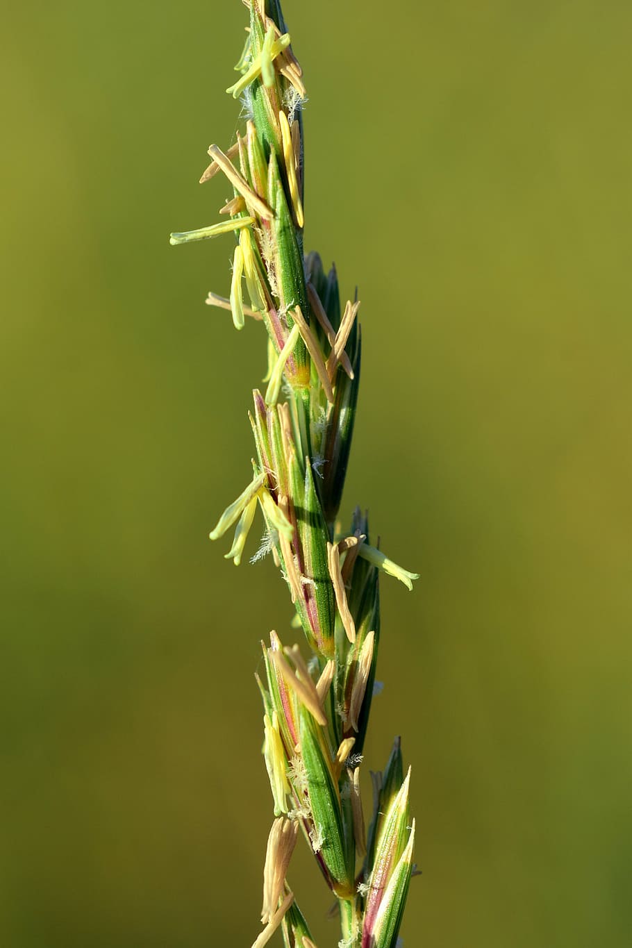 grass, wild grass, grasses, close, macro, plant, spike, green HD wallpaper