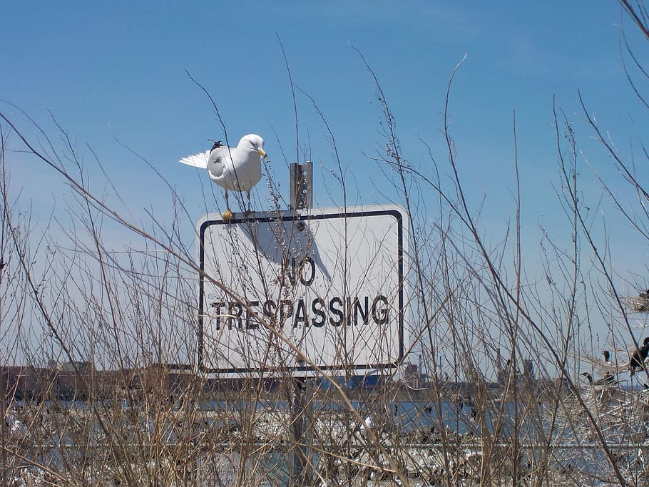 Seagull, Sign, No Trespassing, Bird, restricted, no access, HD wallpaper