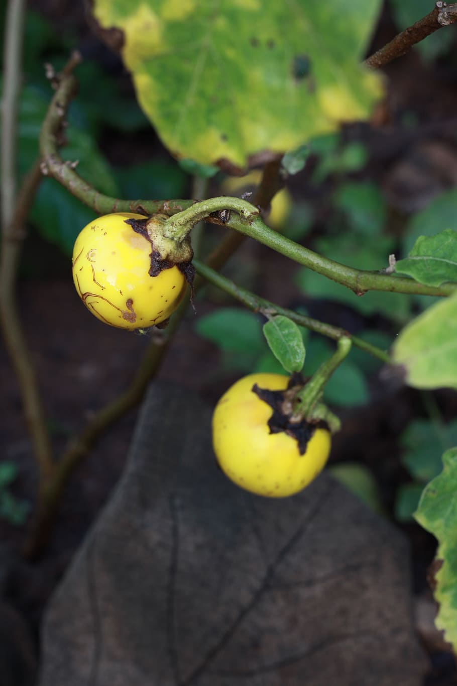 yellow, tree, golden, nature, plant, food, healthy eating, food and drink HD wallpaper