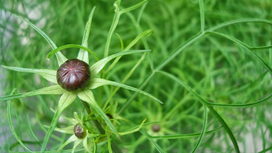 plant, blooming, symmetry, pattern, green color, close-up, nature HD wallpaper