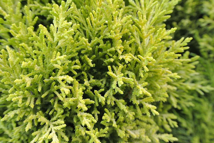 green, tree, branch, organic, green color, plant, close-up HD wallpaper