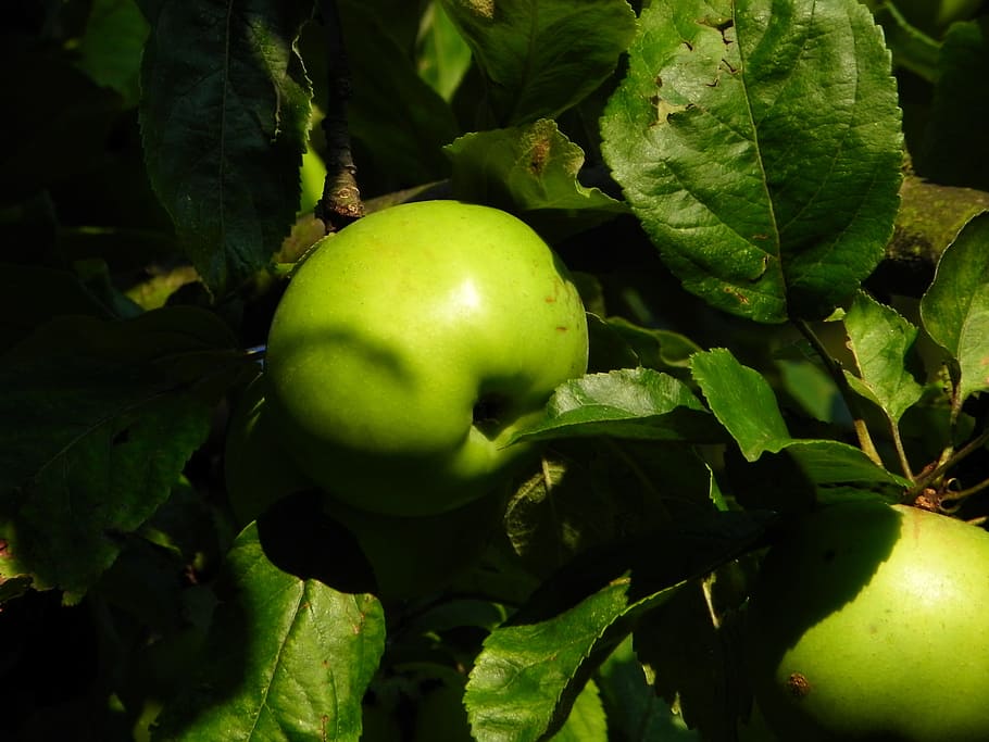 Apple, Green, Fruit, kernobstgewaechs, apple tree, vitamins HD wallpaper