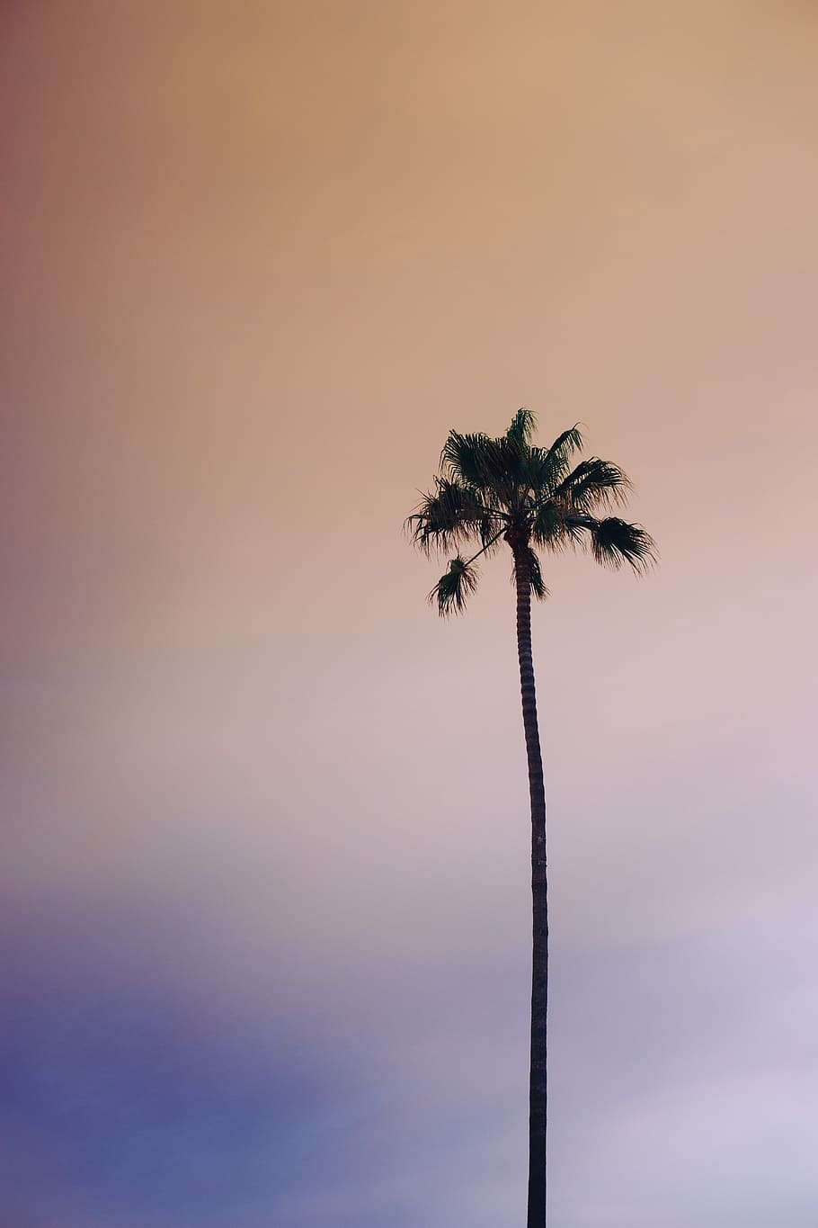 palm, coconut, tree, nature, outdoor, sky, sunset, palm tree HD wallpaper