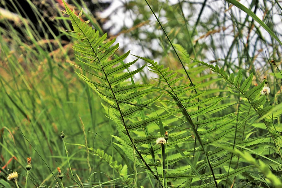 ferns, alpine, grass, meadow, plant, sunny, green, meadows HD wallpaper