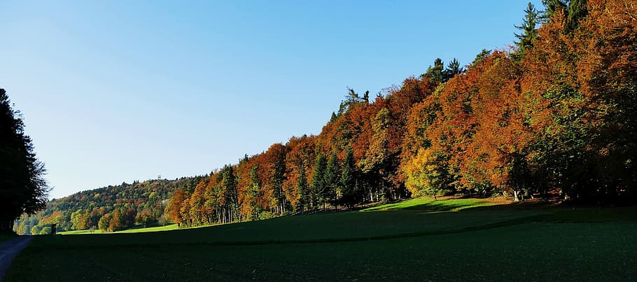 nature, sun, autumn, trees, edge of the woods, away, plant HD wallpaper
