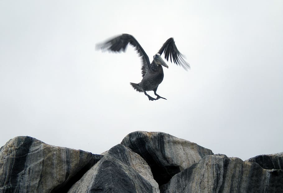bird flying above rocks, gray pelican flying near rock formaton HD wallpaper