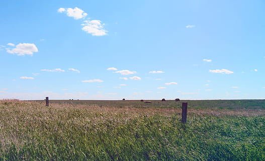 prairie, sky, grass, field, saskatchewan, canada, meadow, landscape HD wallpaper
