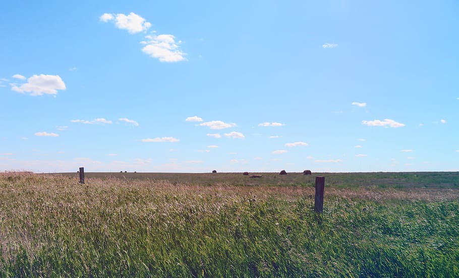 prairie, sky, grass, field, saskatchewan, canada, meadow, landscape HD wallpaper