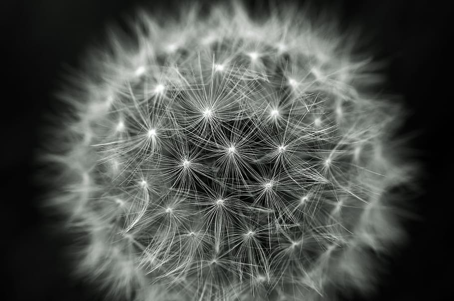 closeup view of dandelion, dandelions, light effect, fluff HD wallpaper