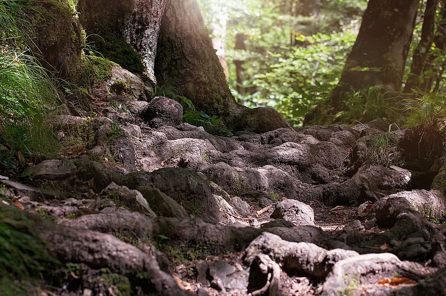 landscape photo of treess, away, path, root, forest, nature HD wallpaper