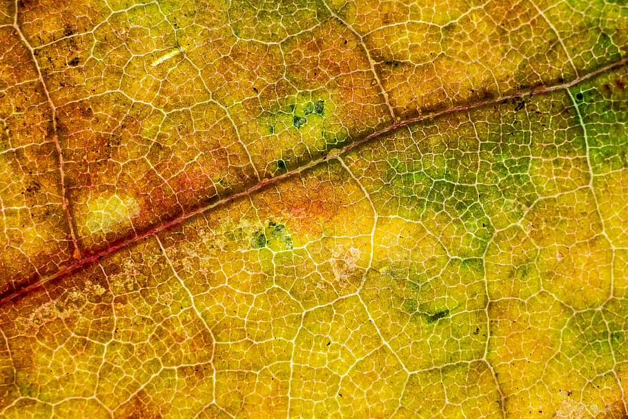 orange, green, and yellow leaf, fall, autumn, backgrounds, close-up HD wallpaper