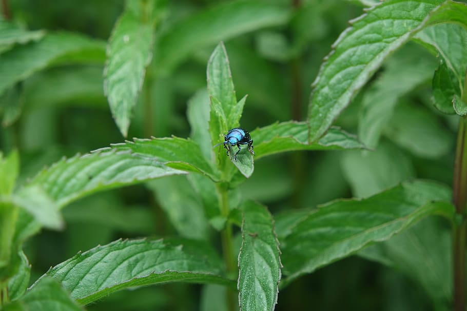 garden, beetle, bug, nature, insect, blue, plant, animal, mint HD wallpaper