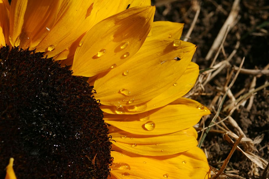 partial, flower, sunflower, orange, macro, flowering plant HD wallpaper