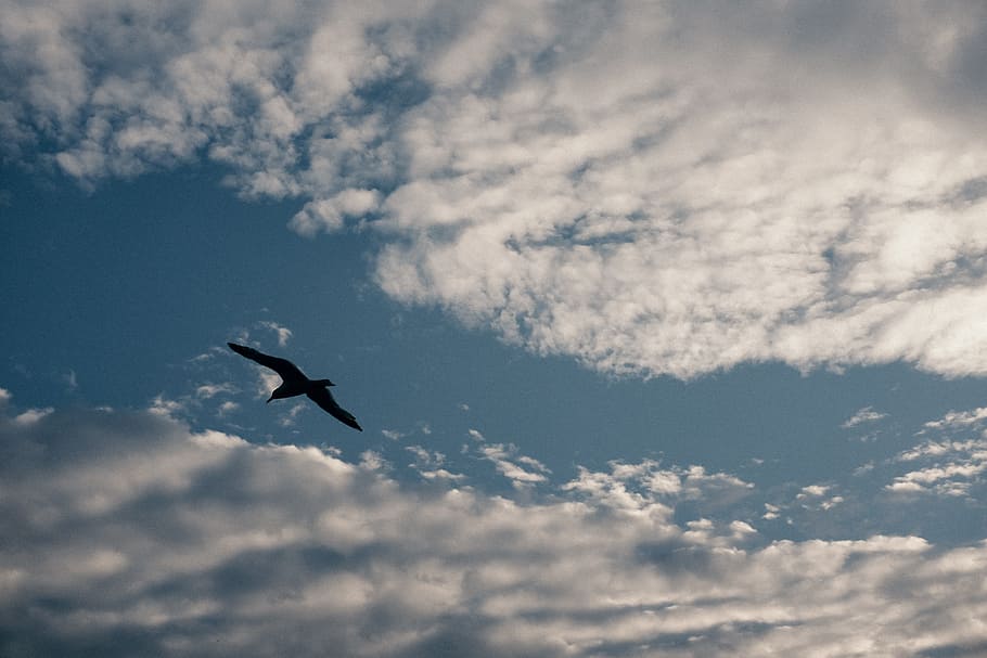 Seagull and clouds, animals, flying, nature, sky, bird, cloud - Sky HD wallpaper