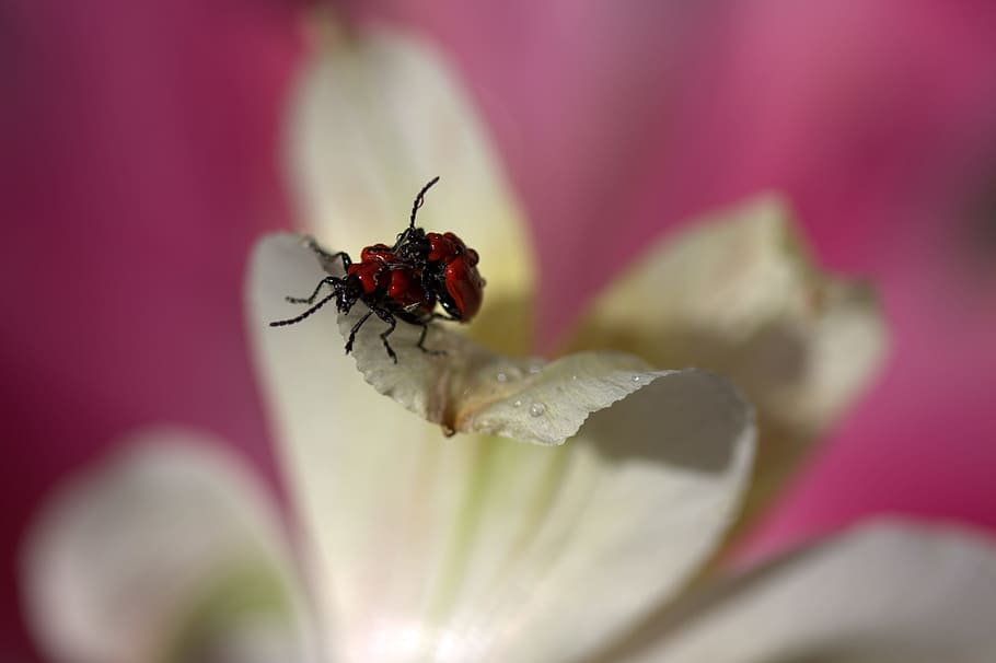 insects, red, mating, petals, nature, invertebrate, close-up HD wallpaper