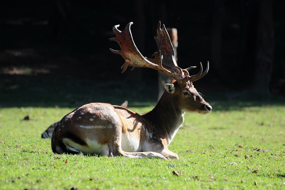 daniel, nature, hart, rut, antlers, tree, animal, forest, wildlife HD wallpaper