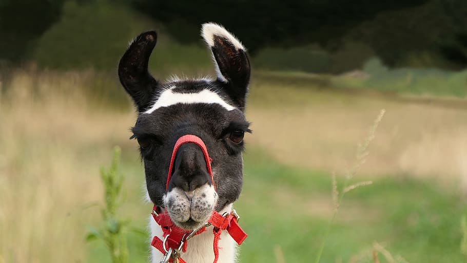lama, head, erect ears, portrait, animal, wallpaper, mammal HD wallpaper