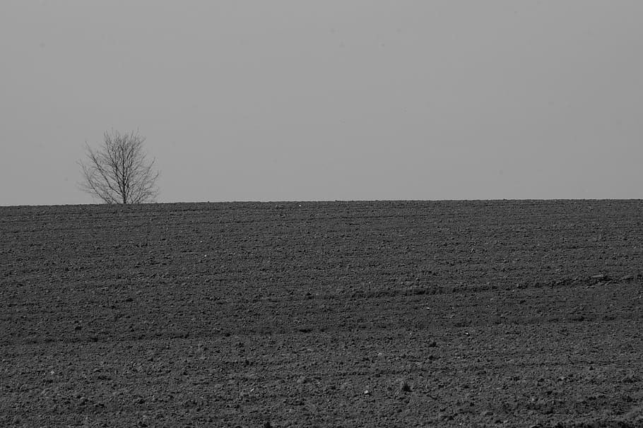 field, tree, nature, fields, earth, arable, country life, loneliness HD wallpaper