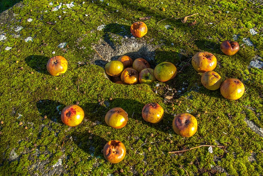 apple, fruit, lichen, moss, nature, plant, food, no people HD wallpaper