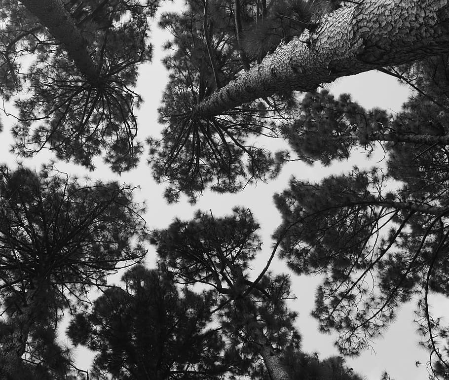 Pine Trees, Sky, Forest, Outdoor, blue, trunk, nature, no people HD wallpaper