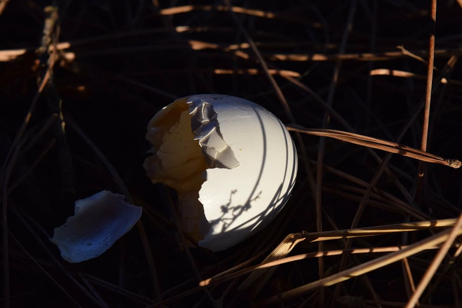 egg, eggshell, branches, needles, close, nature, shadow, hatched HD wallpaper