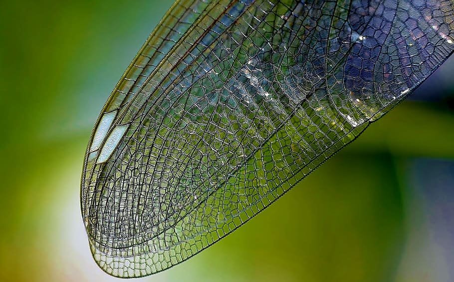 dragonfly wing in self-focus photography, nature, close, insect HD wallpaper