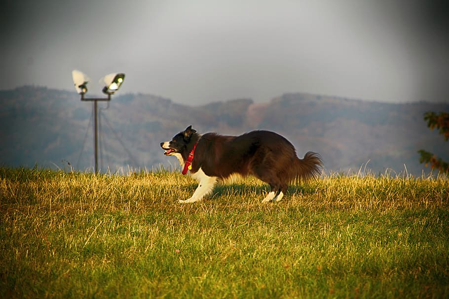 dog, grass, animal, animal themes, one animal, mammal, domestic animals HD wallpaper