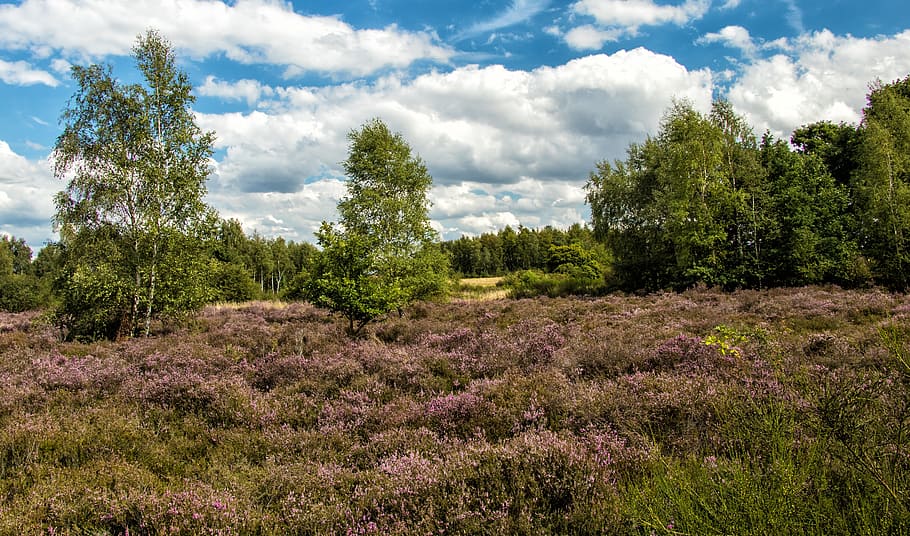 heide, heather, eifel, drover heath, landscape, nature, heathland HD wallpaper