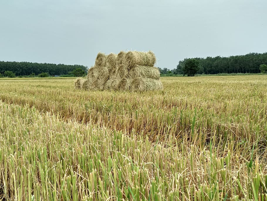 straw, dry grass, silk, field, harvest, agriculture, crop, plant HD wallpaper