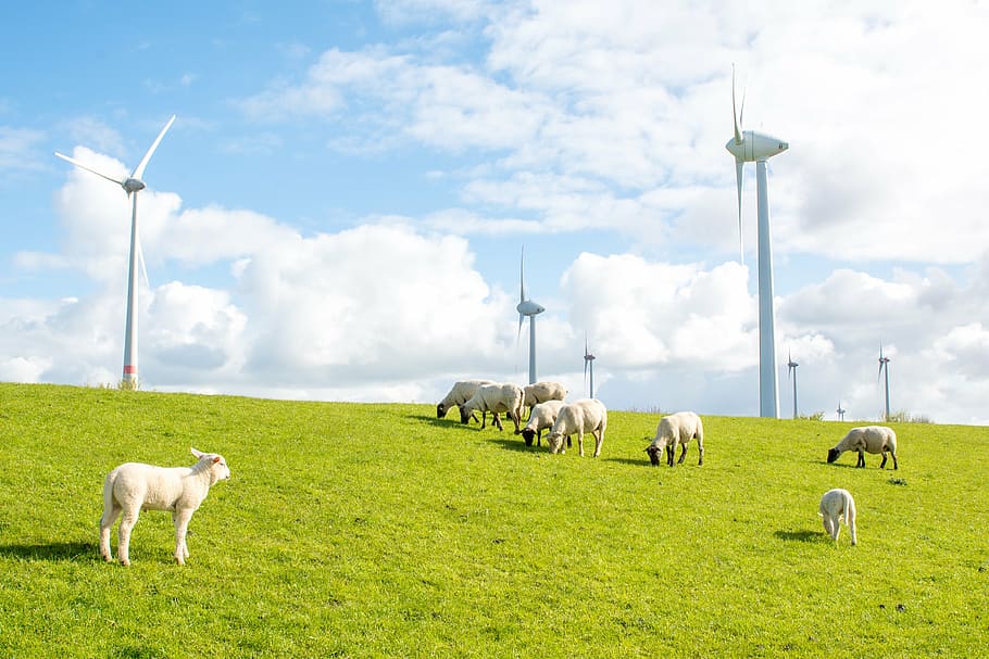 sheep, dike, lambs, meadow, schäfchen, mammal, animal themes HD wallpaper