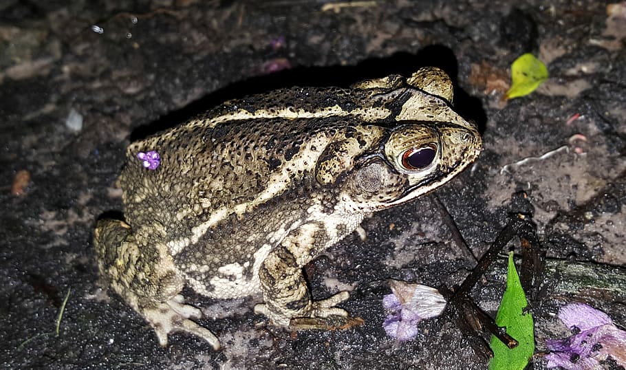 Gulf Coast Toad, Amphibian, Croak, croaking, bufo, close up HD wallpaper
