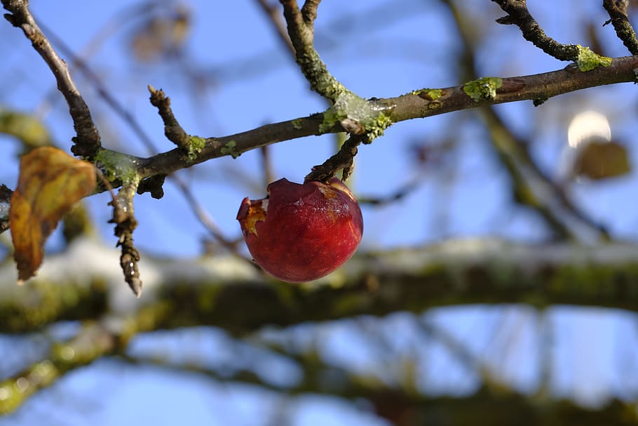 apple, fruit, winter, frost, cold, branch, transient, food HD wallpaper