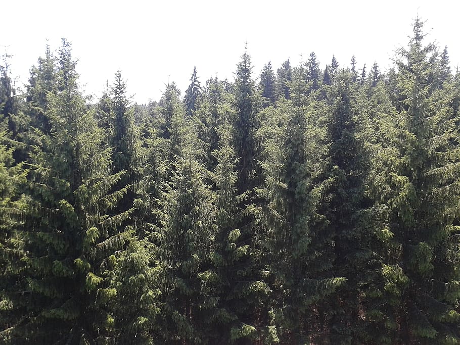 forest, summer, nature, landscape, green, trees, conifer, plant HD wallpaper