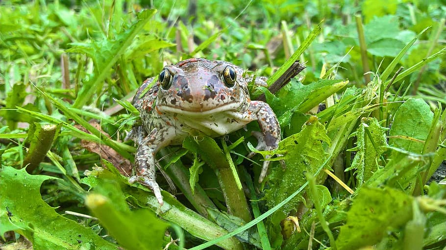 nature, leaf, moisture, plant, animals, animal themes, animal wildlife HD wallpaper
