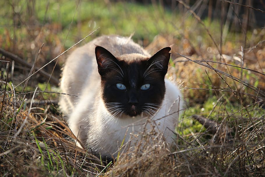 cat, siamese cat, blue eye, cat's eyes, grass, lauer, hiding place HD wallpaper
