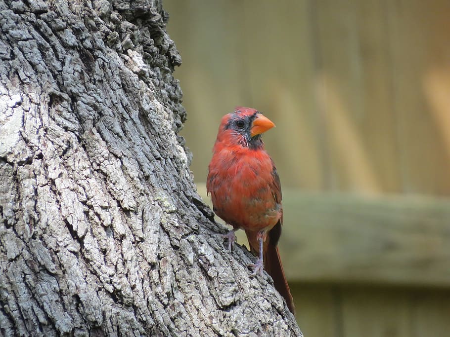 bird, young, red, wildlife, animals in the wild, vertebrate HD wallpaper