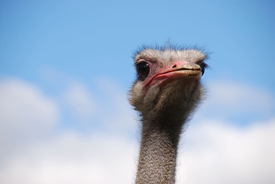bird, ostrich, neck, beak, eye, air, cloud, blue, head, one animal HD wallpaper