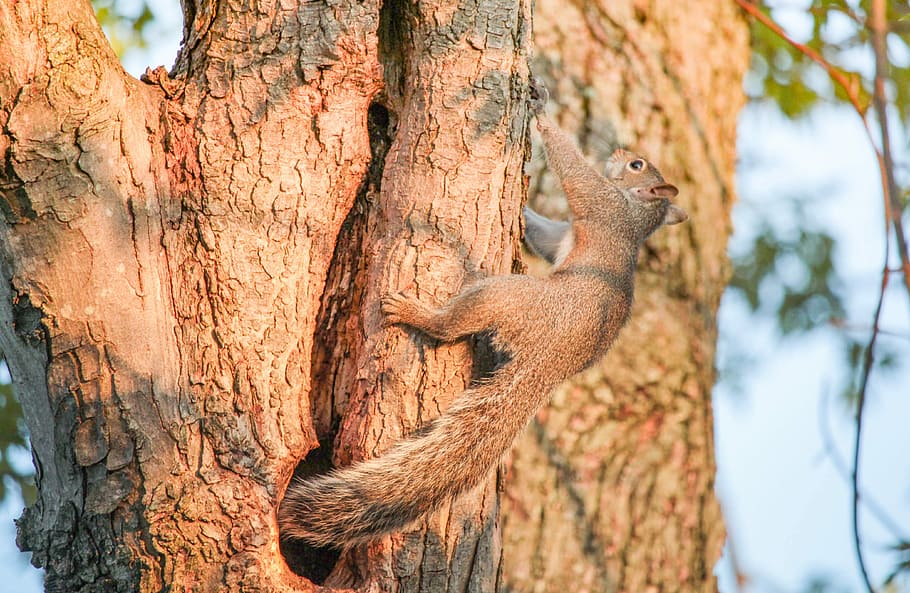tree, nature, wood, bark, trunk, squirrel, outdoors, flora HD wallpaper