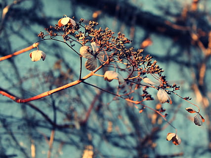 withered leaves on tree twigs in selective focus photography during daytime HD wallpaper