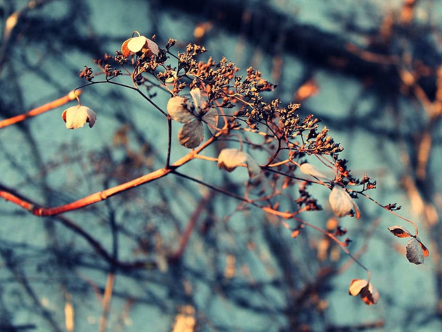 withered leaves on tree twigs in selective focus photography during daytime HD wallpaper