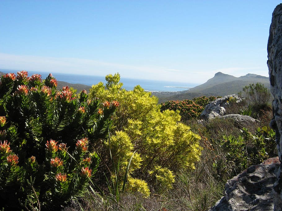 Peninsula Sandstone Fynbos growing in Table Mountain National Park in Cape Town, South Africa