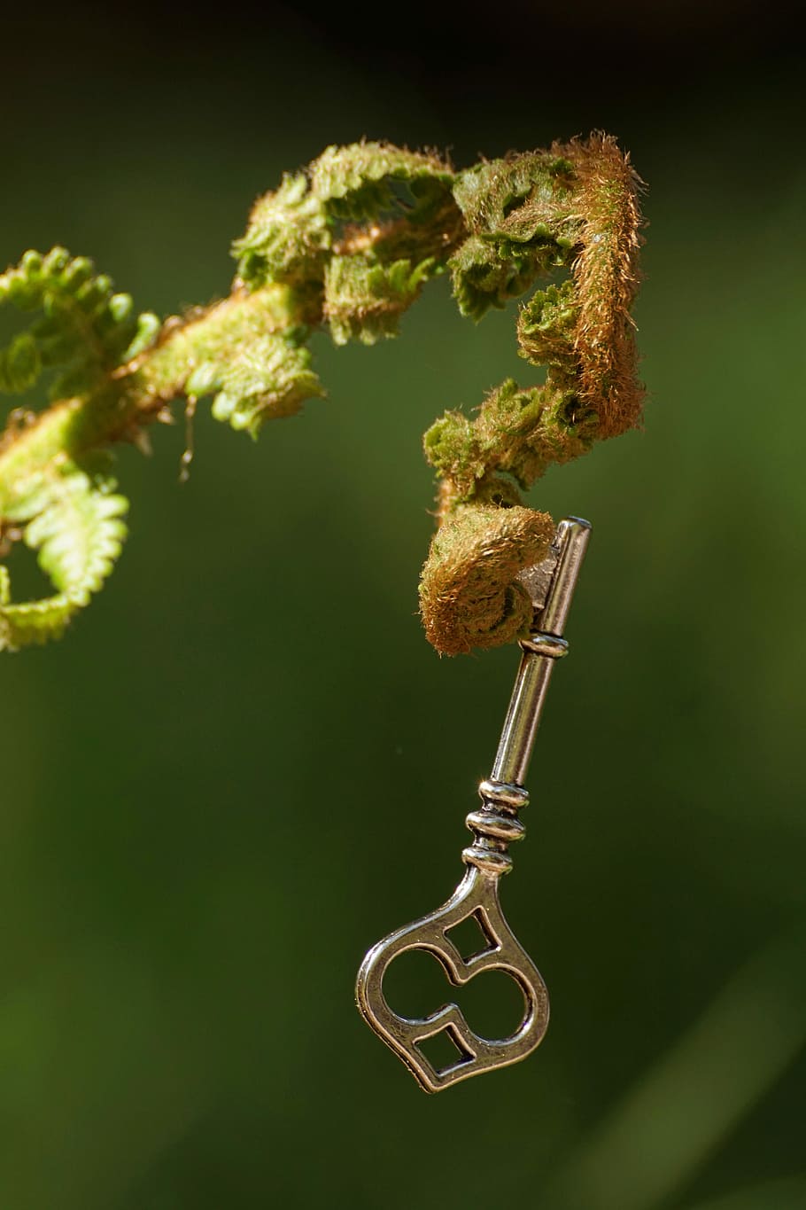 silver-colored key on plant, fern, unroll, decipher, young fern HD wallpaper