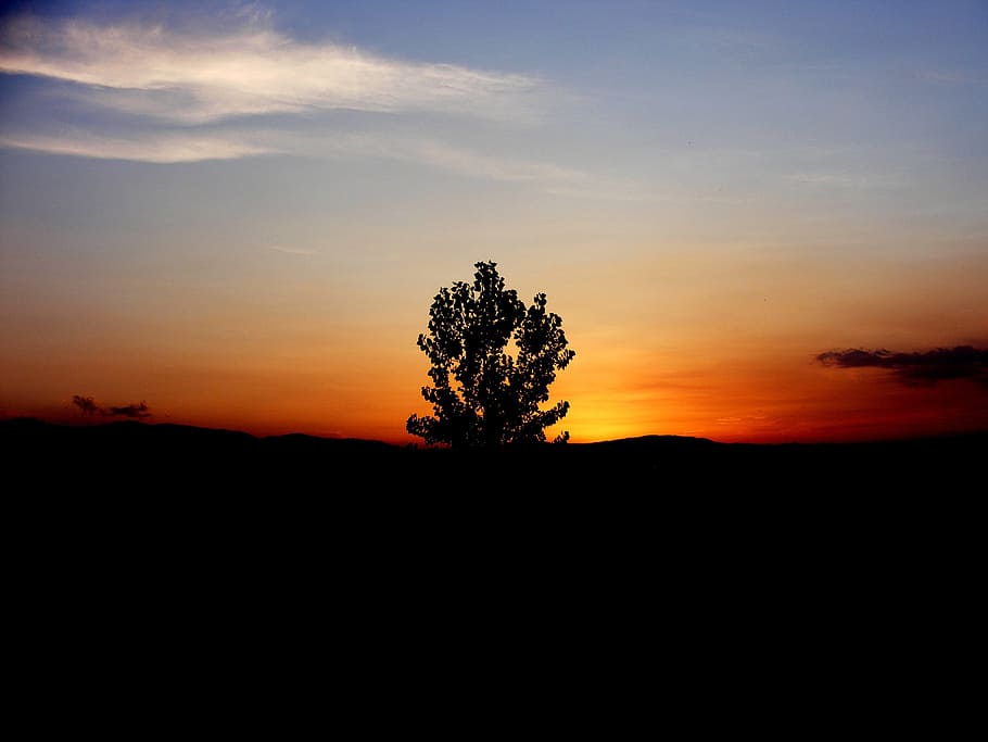 sunset, tree, sky, red, orange, fire, silhouette, tranquil scene HD wallpaper