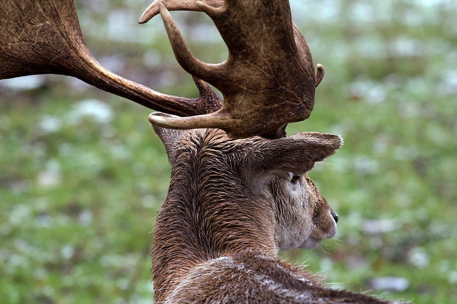 forest, wild, fallow deer, nature, animal wildlife, animal themes HD wallpaper
