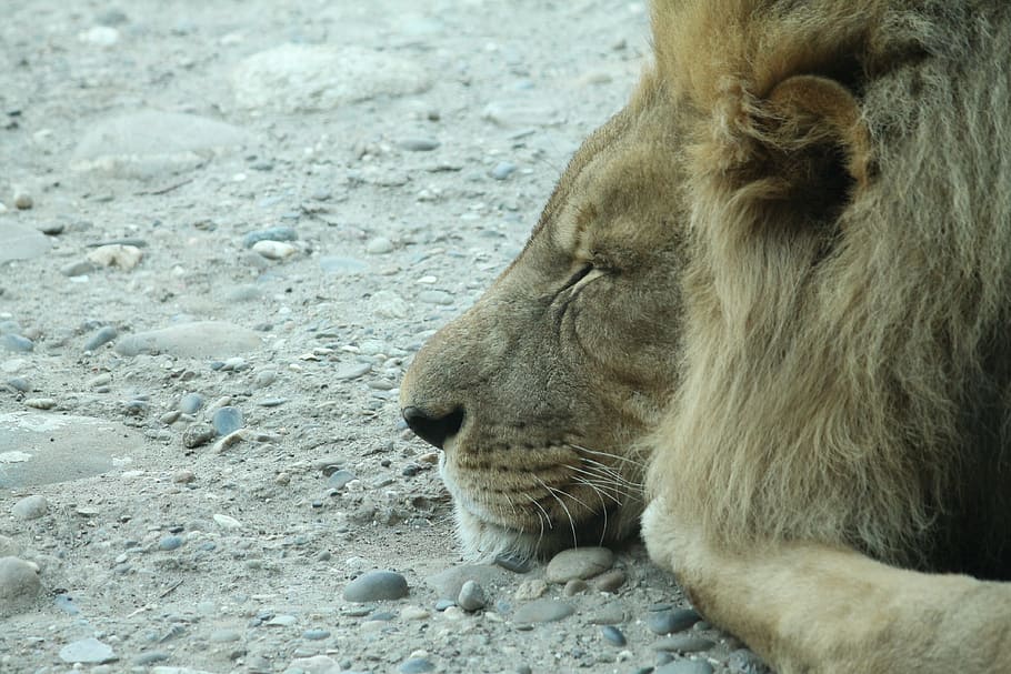 lion, cat, sleep, lion - Feline, wildlife, africa, animal, animals In The Wild HD wallpaper