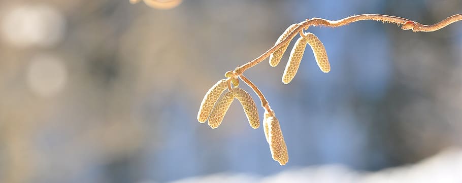 corkscrew hazel, tree, branch, kahl, winter, close-up, focus on foreground HD wallpaper