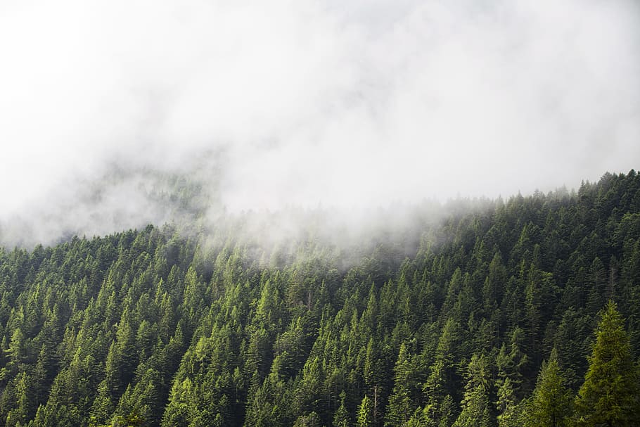 landscape photo of pine trees, bird's eye view photography of green trees and clouds HD wallpaper